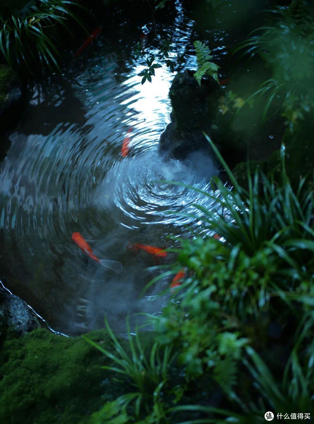 重庆一29岁太太，因“在阳台挖了一个鱼池”而走红，妥妥视觉盛宴